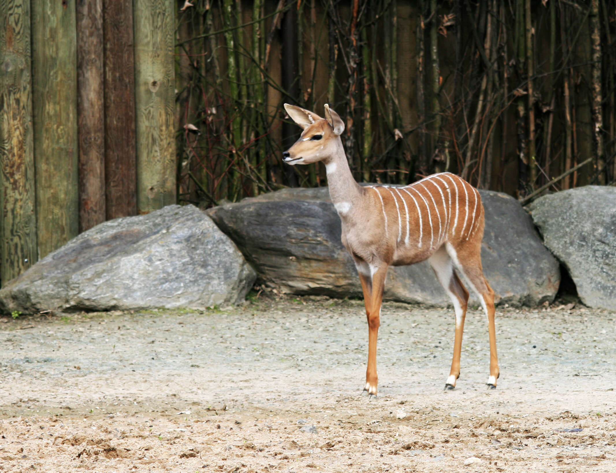 Image of Lesser Kudu