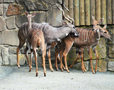 Image of Lesser Kudu