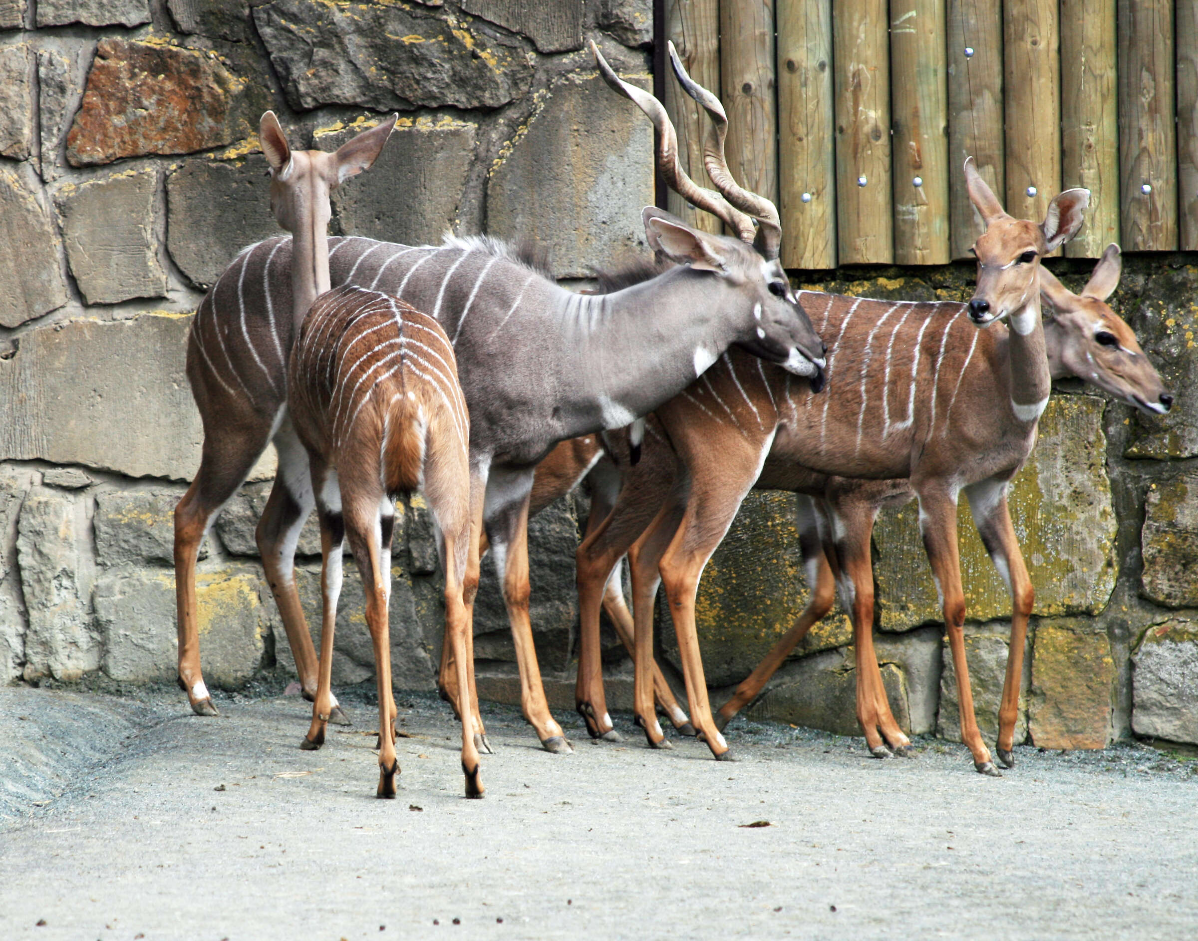 Plancia ëd Tragelaphus imberbis (Blyth 1869)