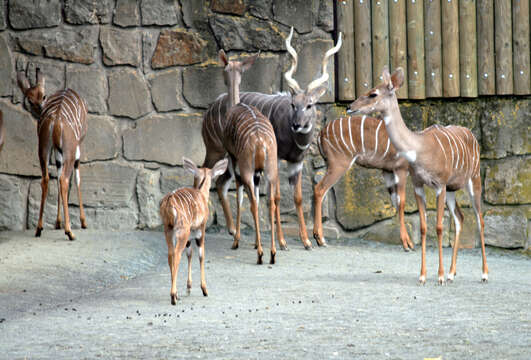 Image of Lesser Kudu