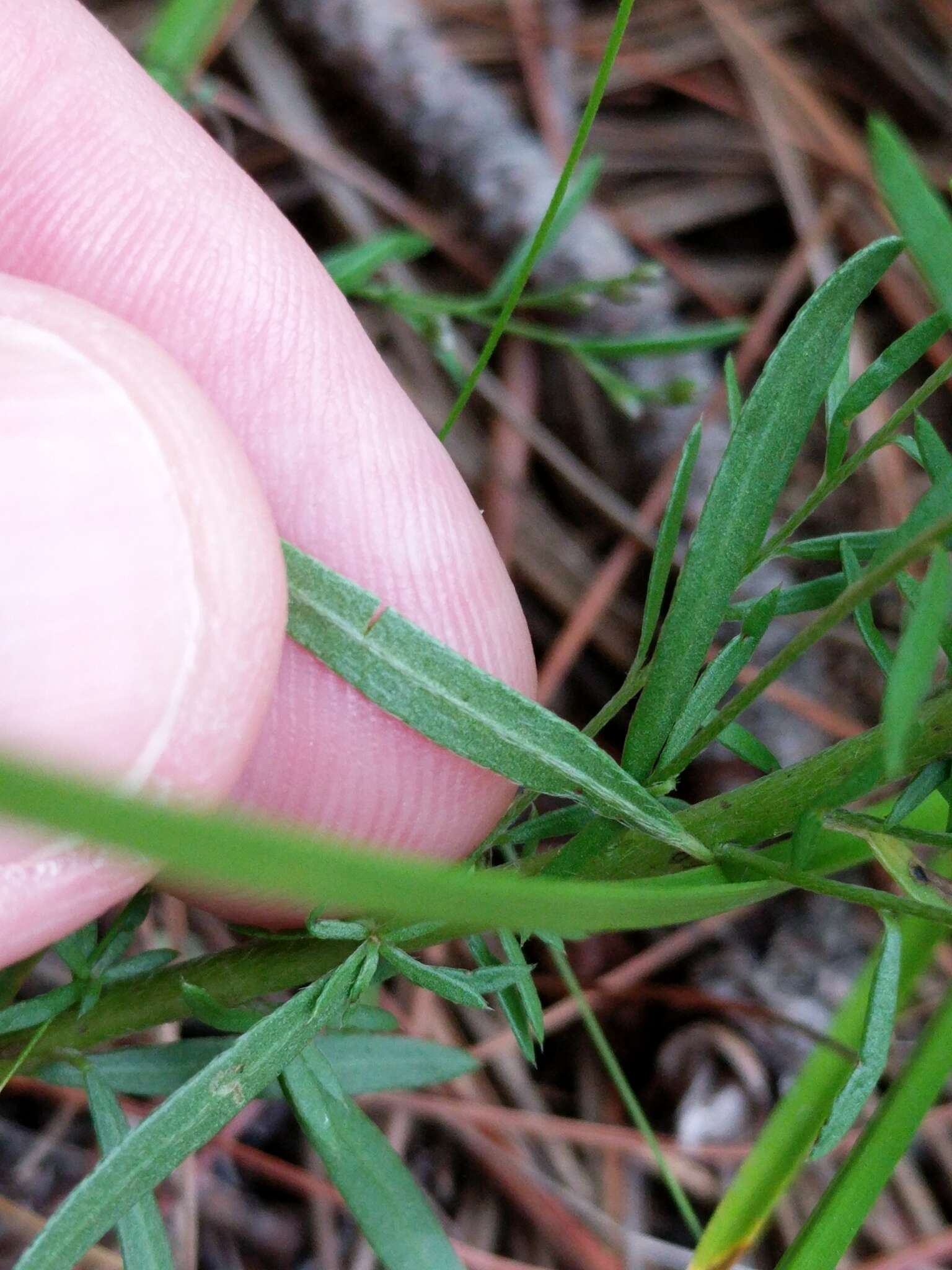 Image of prairie pinweed