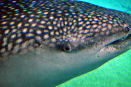 Image of whale sharks