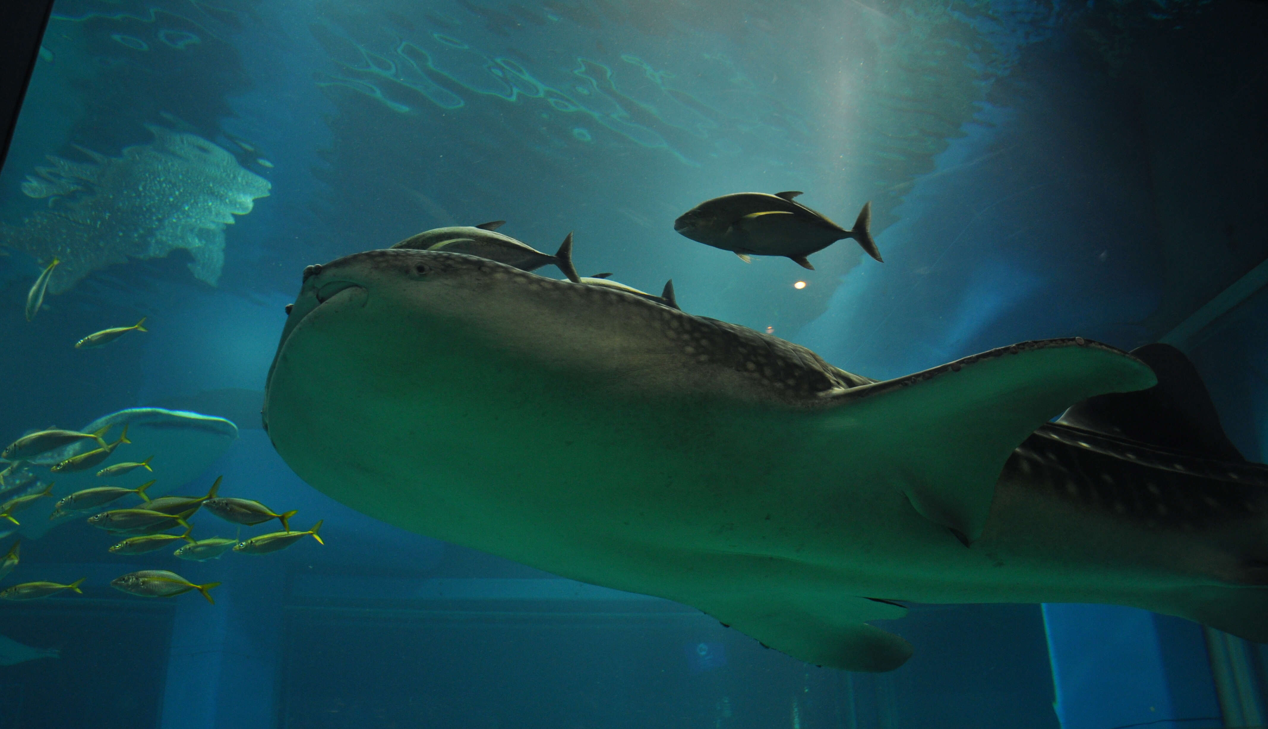 Image of whale sharks