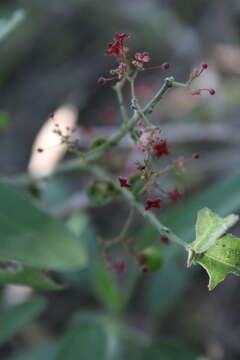 Image of Crossopetalum uragoga (Jacq.) O. Kuntze