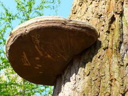 Phellinus igniarius (L.) Quél. 1886 resmi