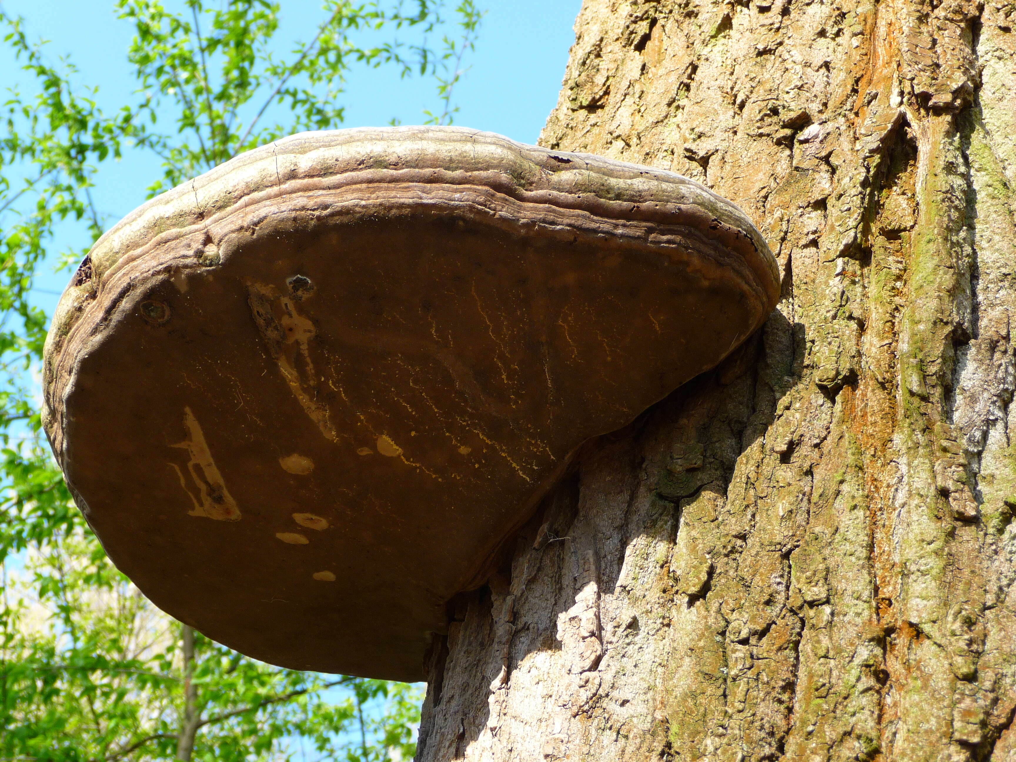 Phellinus igniarius (L.) Quél. 1886 resmi