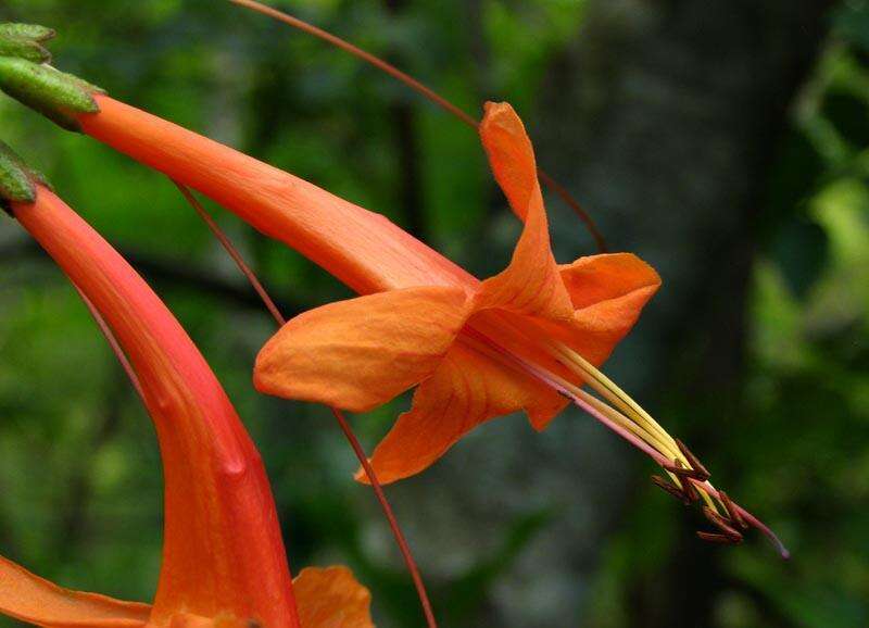 Image of Cape honeysuckle