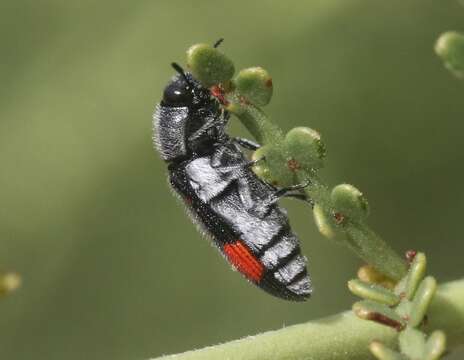 Image of Acmaeodera bivulnera Horn 1894