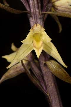 Image of Aphyllorchis alpina King & Pantl.