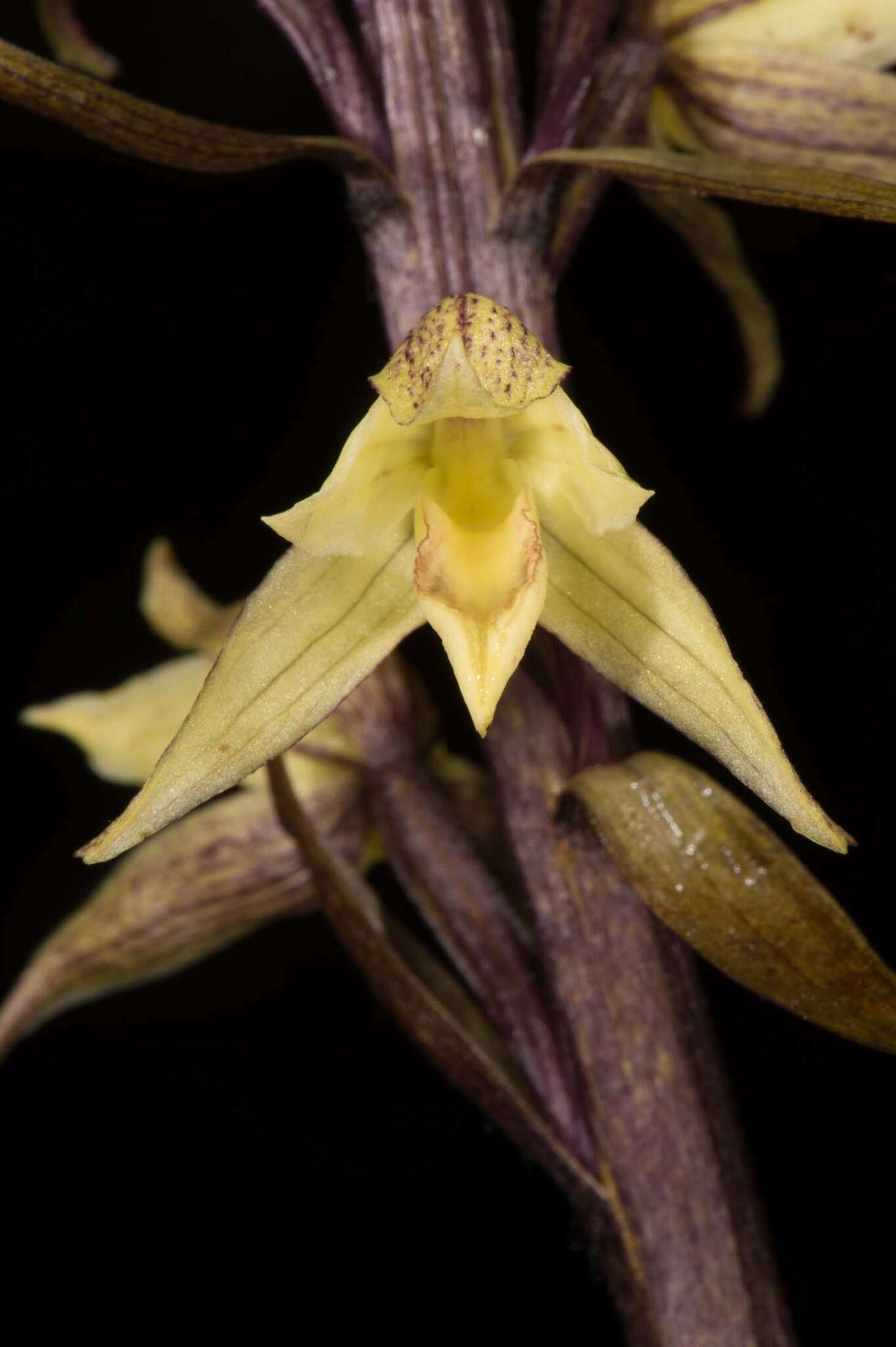 Слика од Aphyllorchis alpina King & Pantl.