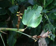 Image of calathea