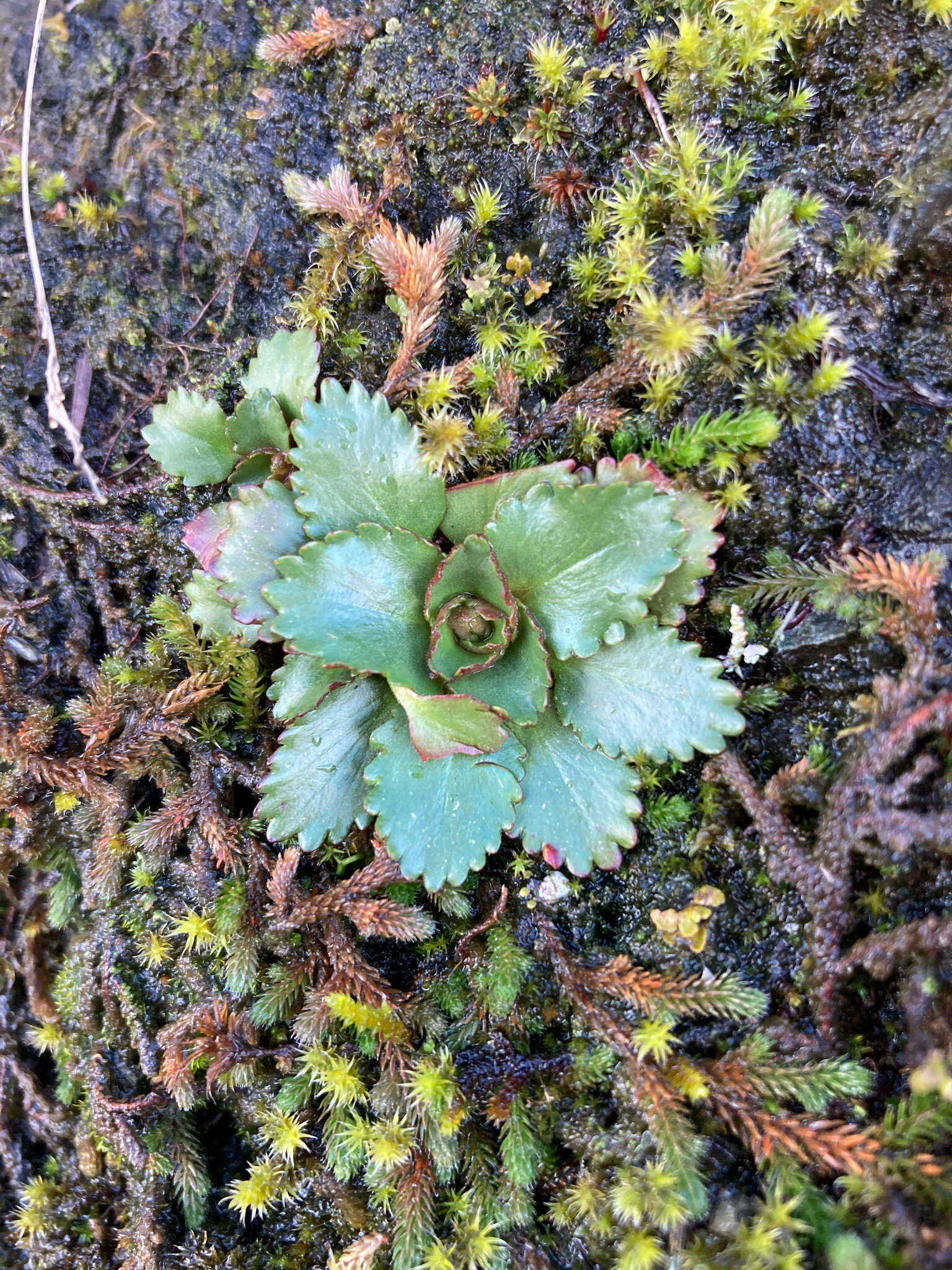 Plancia ëd Micranthes rufidula Small