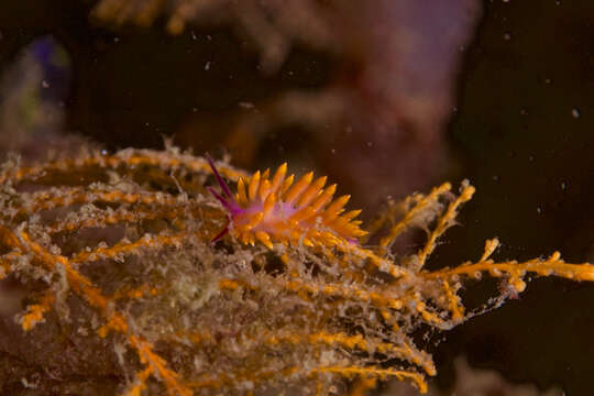 Image of Hot pink firetip slug