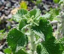 Image of horehound