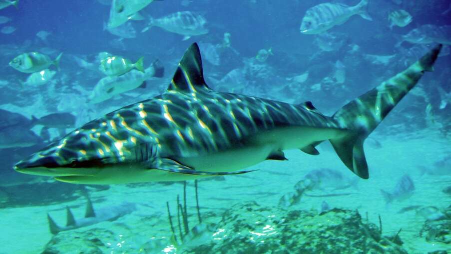 Image of Dusky Shark