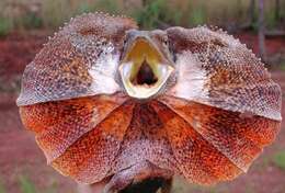 Image of Frilled Lizard