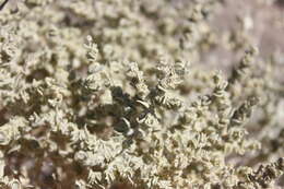 Image of Parry's Saltbush