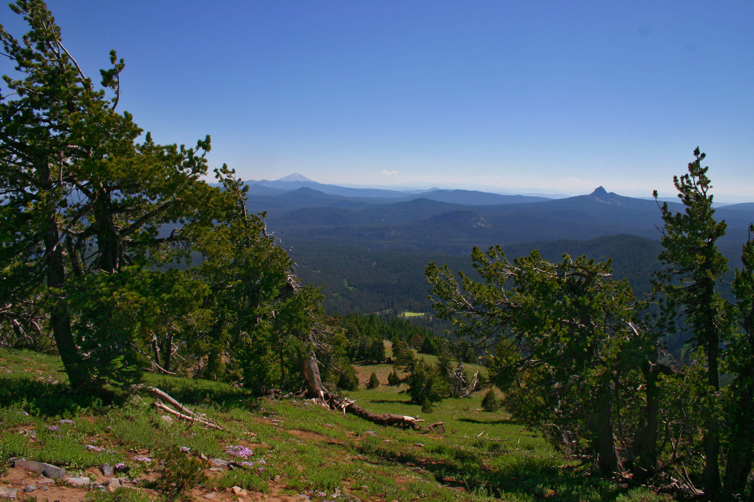 Image of whitebark pine