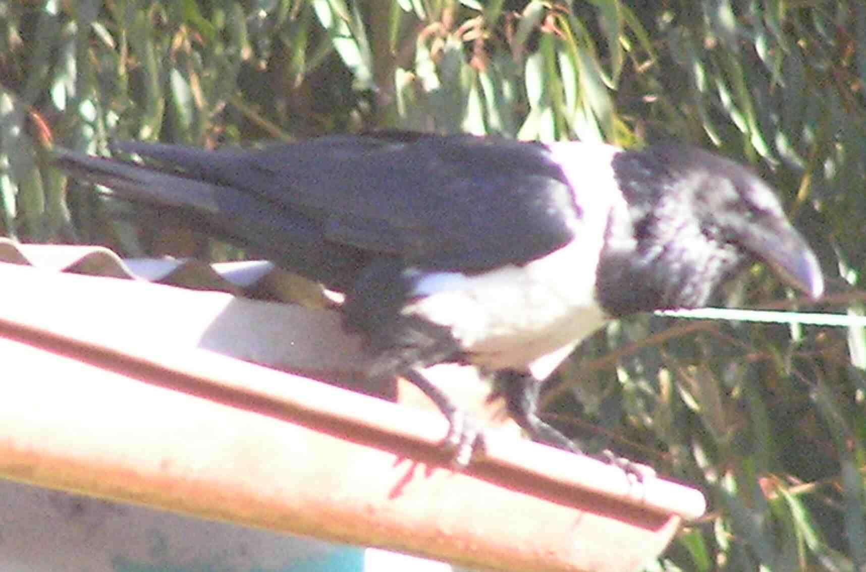 Image of Pied Crow