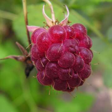 Image of Raspberry