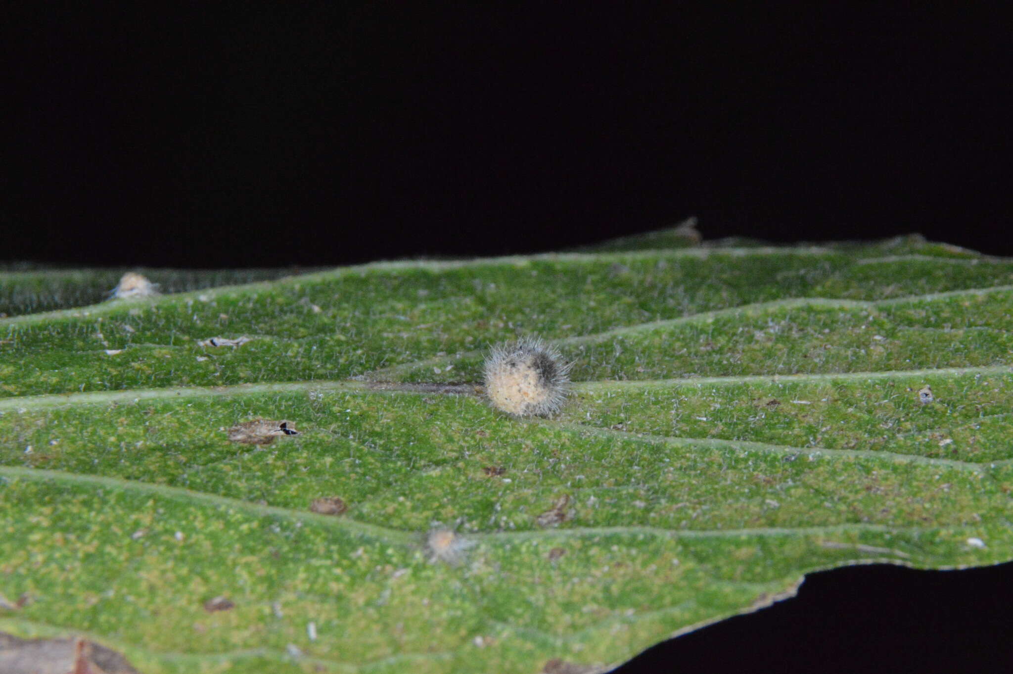 Image of Celticecis pubescens (Patton 1897)