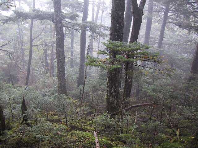 Image of Northern Japanese Hemlock