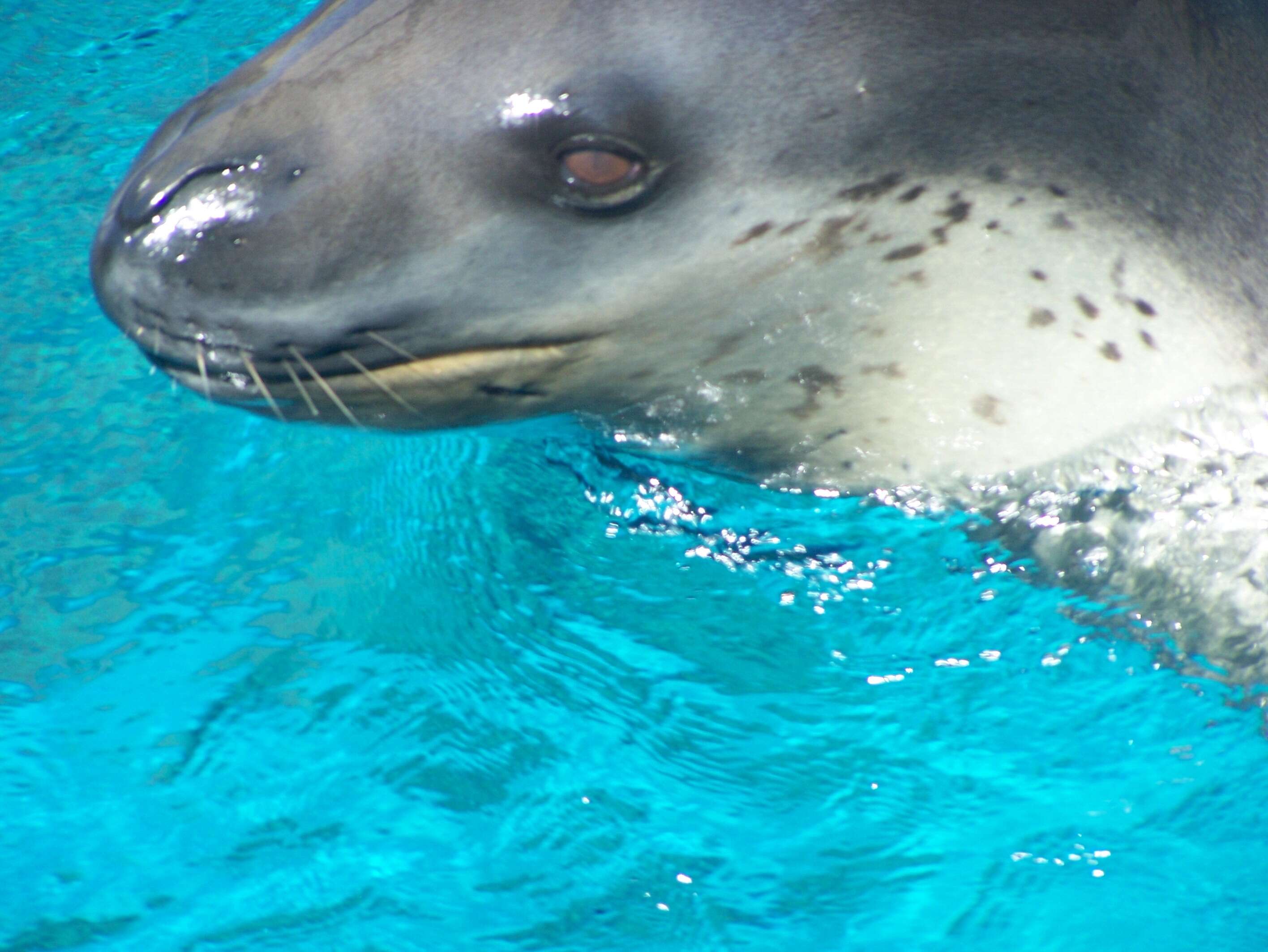 Image of leopard seal