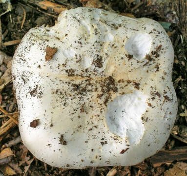 Image of Tricholoma subresplendens (Murrill) Murrill 1914