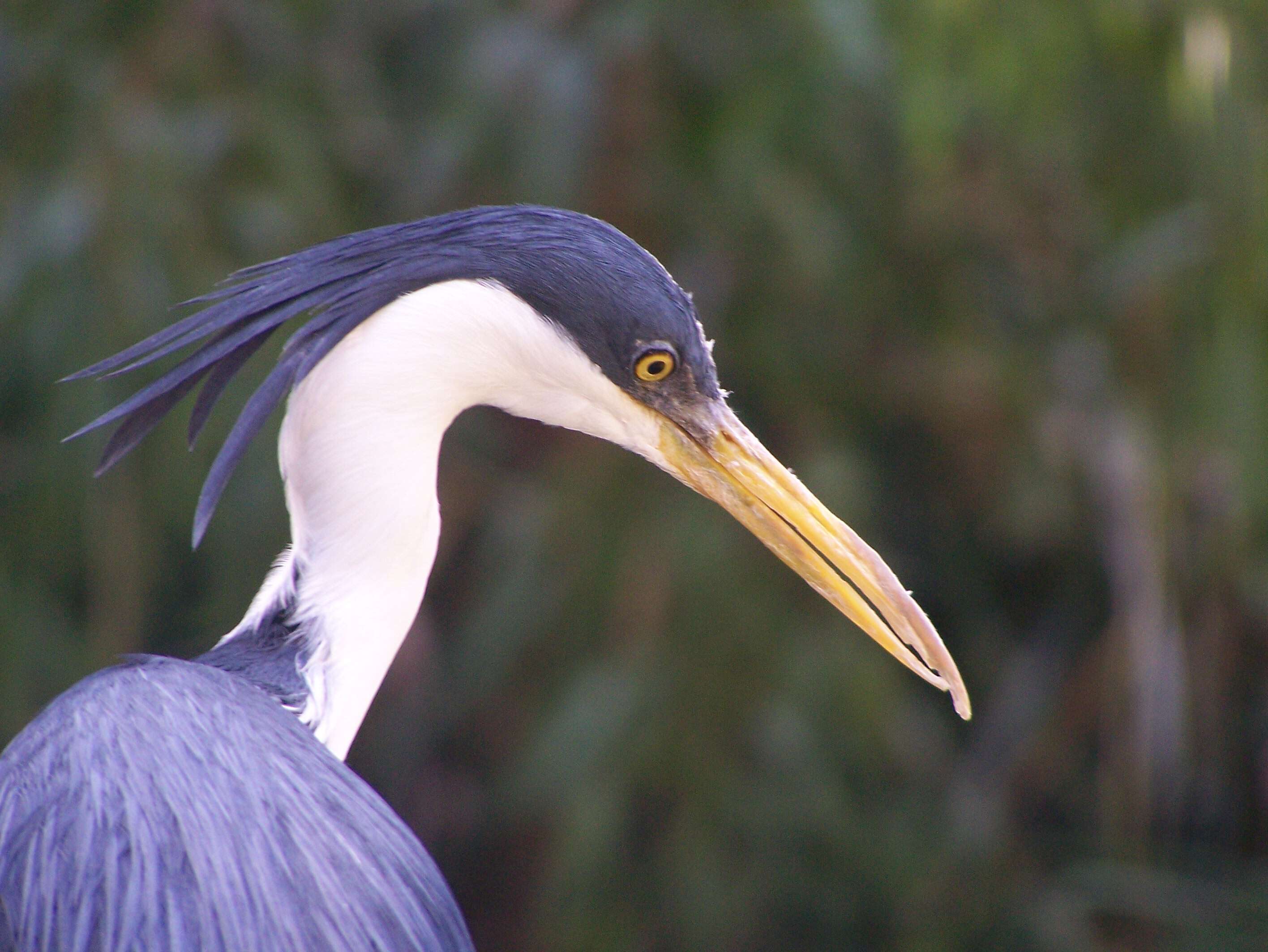 Image of herons and bitterns