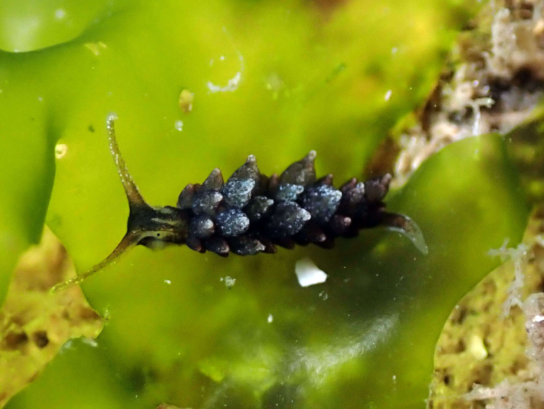 Image of Ercolania viridis (A. Costa 1866)