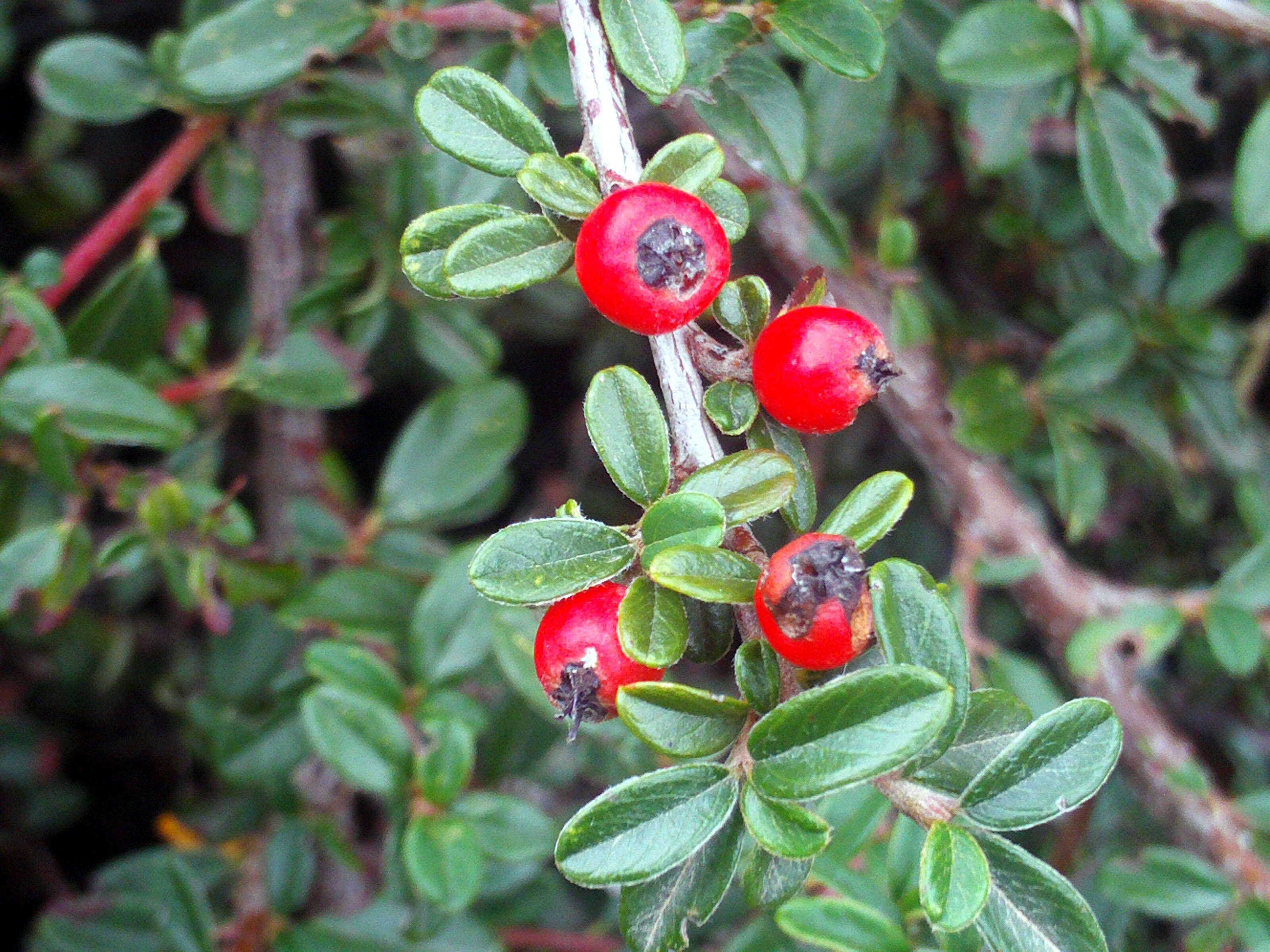 صورة Cotoneaster horizontalis Decne