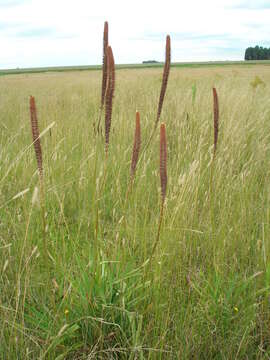 Image de Kniphofia typhoides Codd