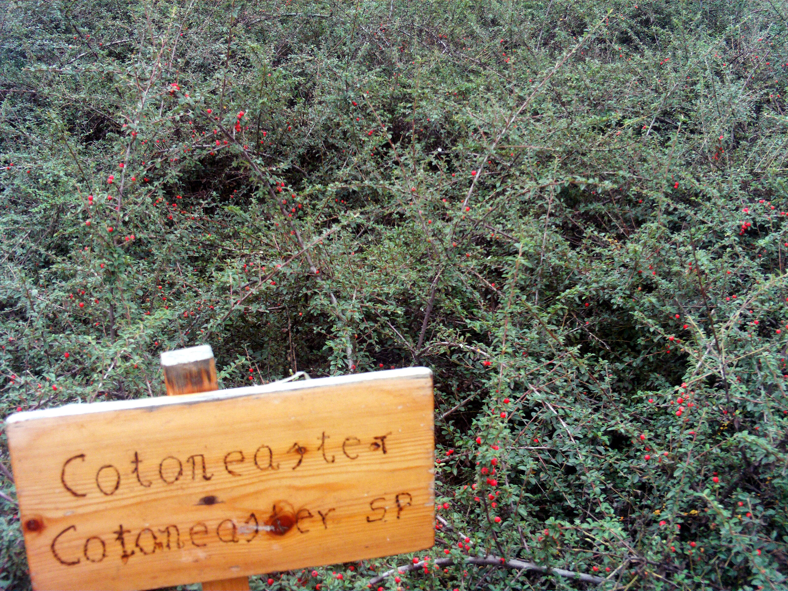 صورة Cotoneaster horizontalis Decne