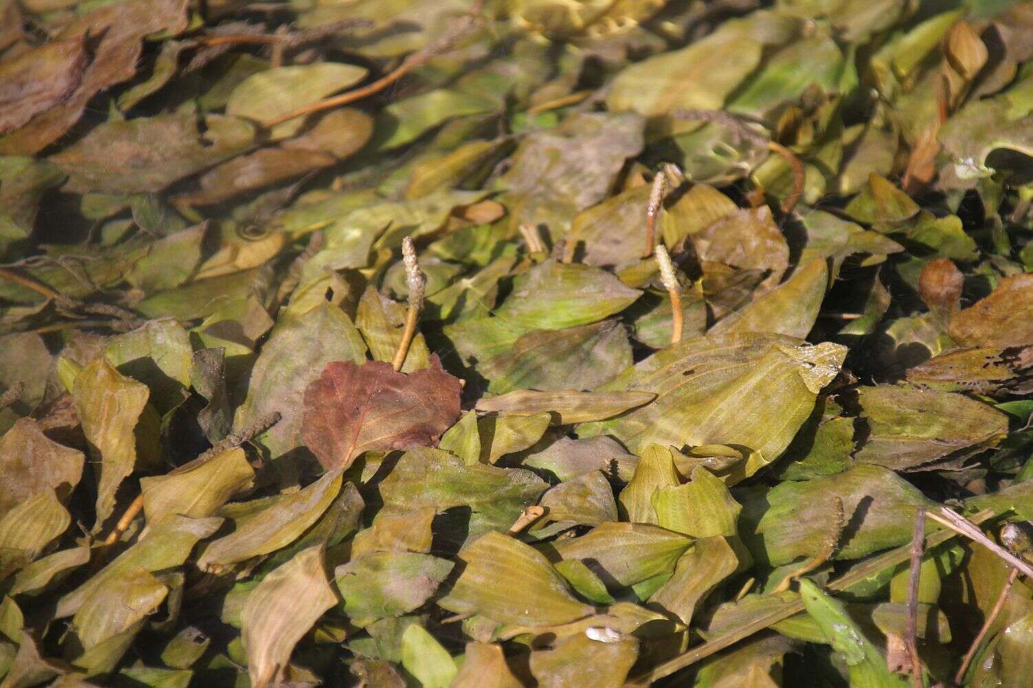 Image of Fen Pondweed