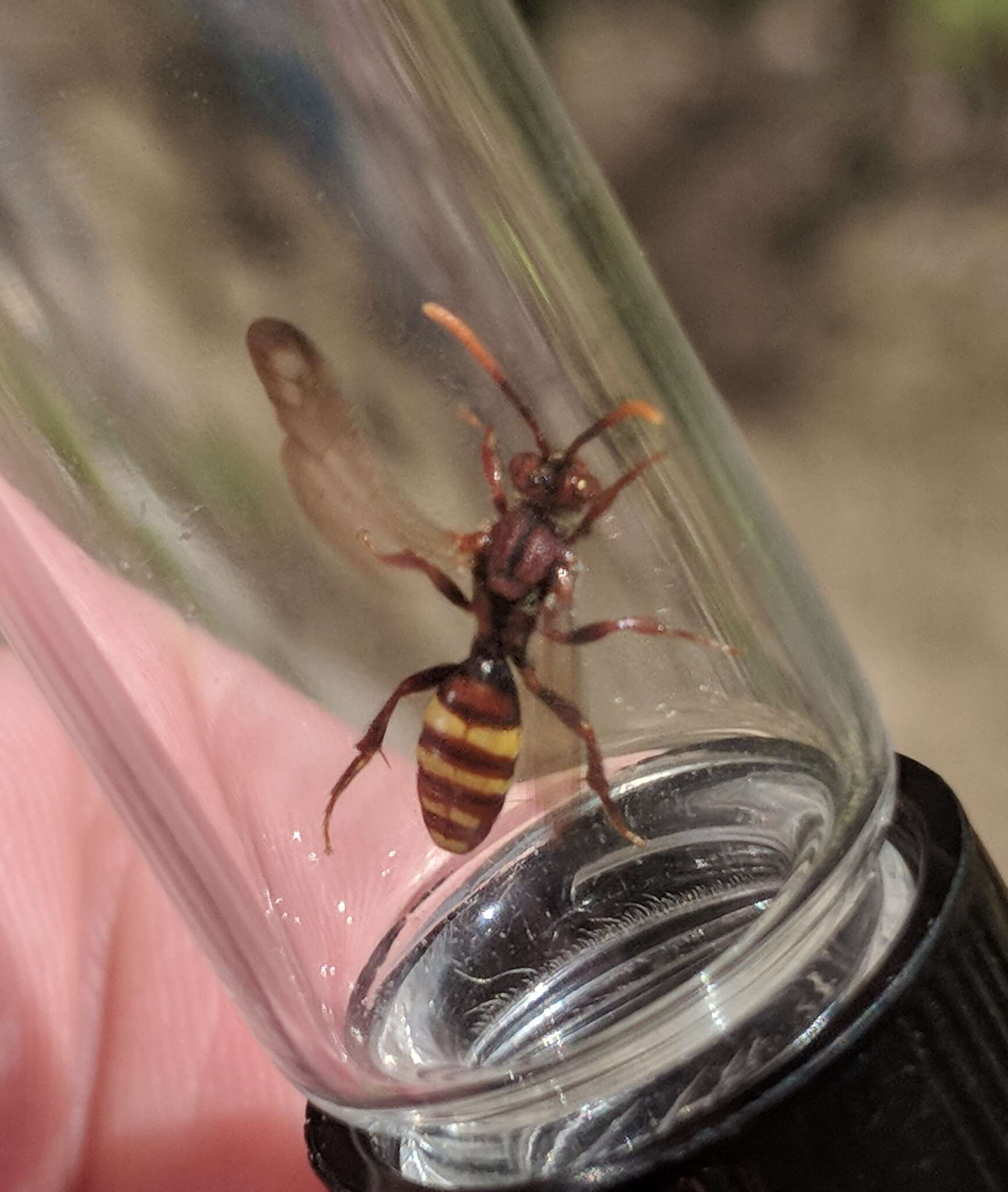 Image of Nomada xanthura Cockerell 1908