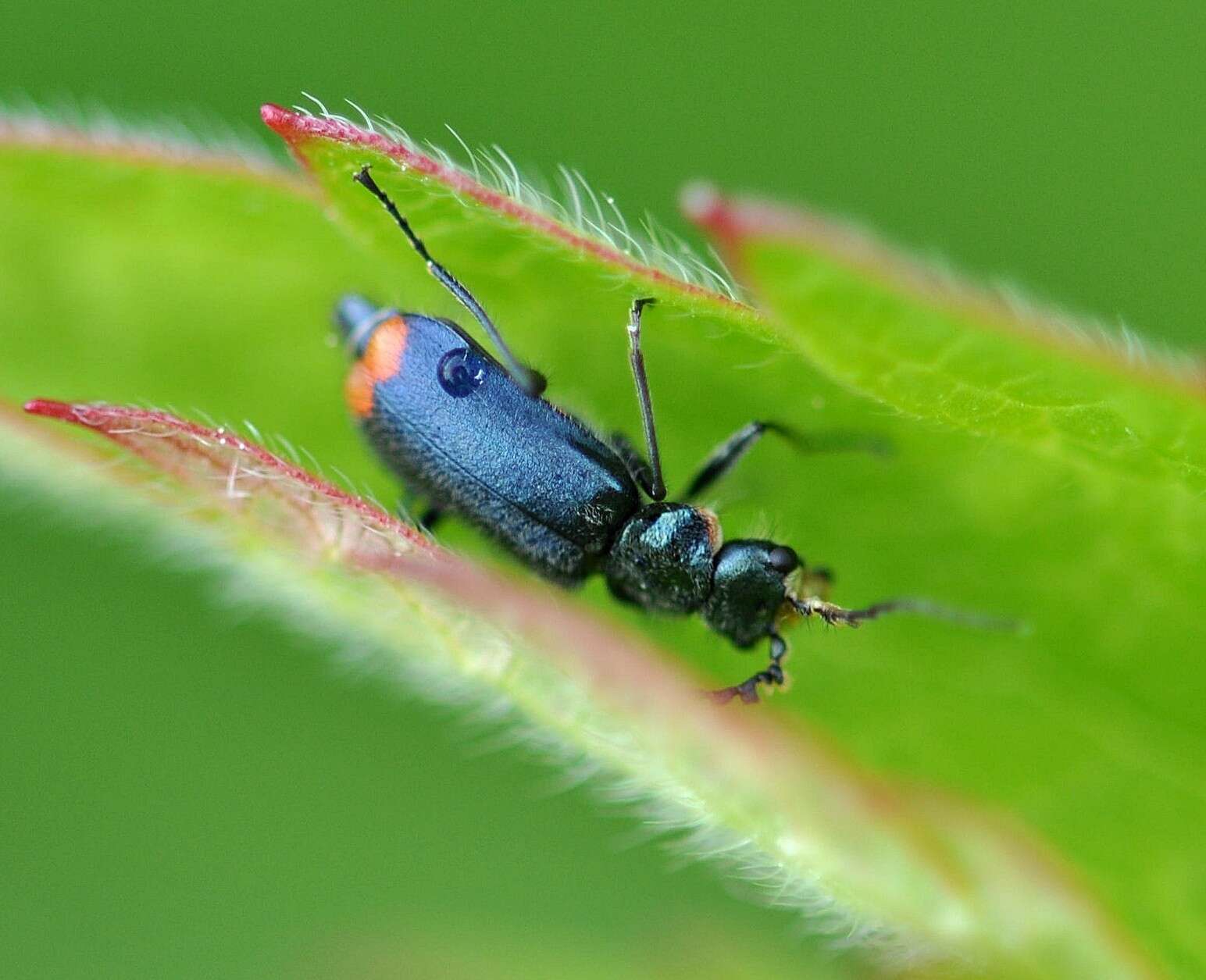 Image of <i>Malachius bipustulatus</i>