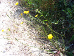 Image of smooth hawksbeard