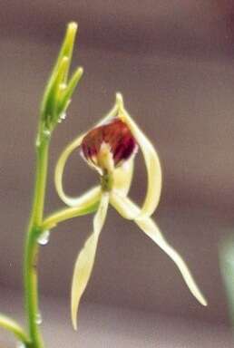 Слика од Prosthechea cochleata (L.) W. E. Higgins