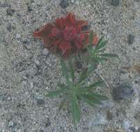 Image of common iceplant