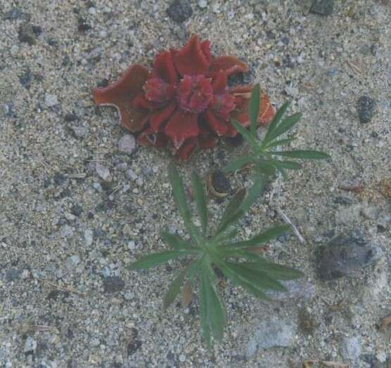 Image of common iceplant