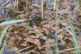 Image of Fen Pondweed