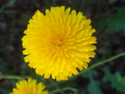 Image of smooth hawksbeard