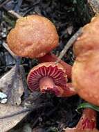 Слика од Hygrocybe rubrocarnosa (G. Stev.) E. Horak 1971