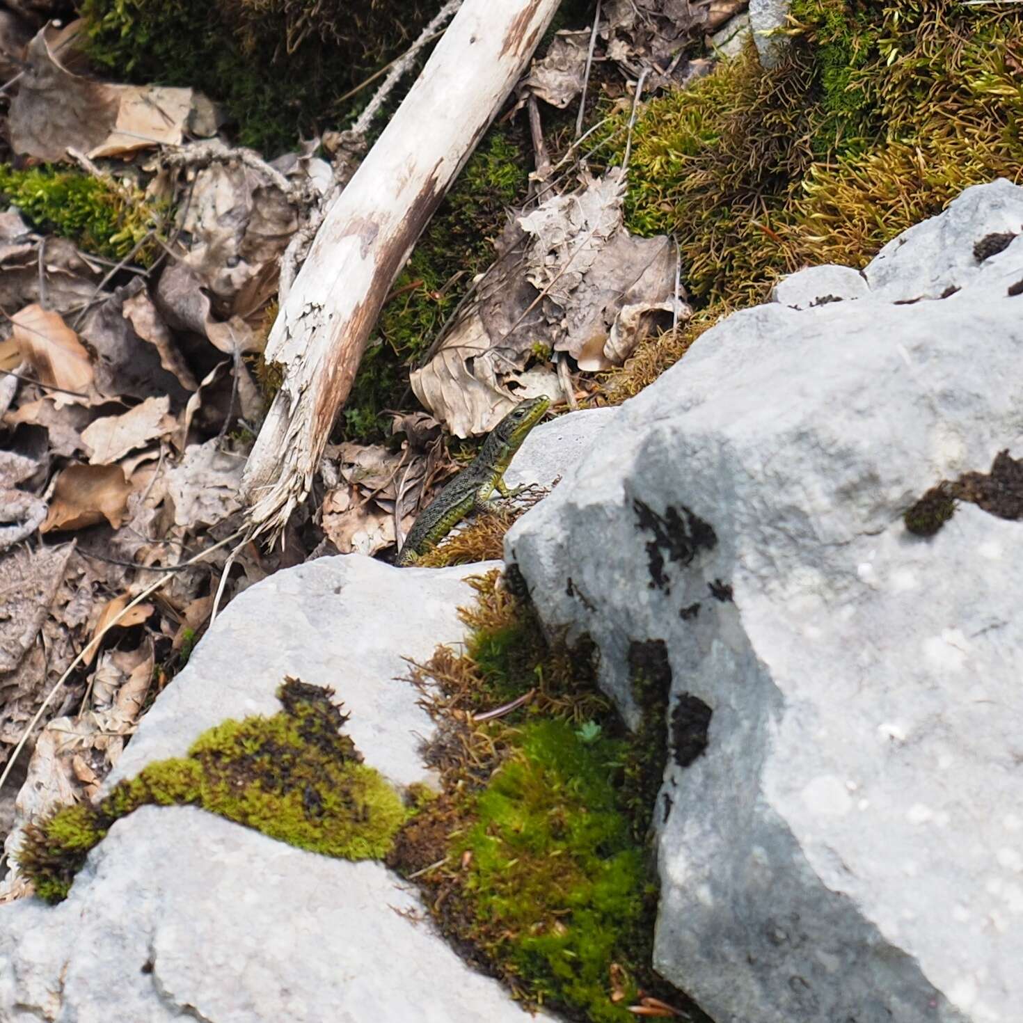 Image of Mosor rock lizard