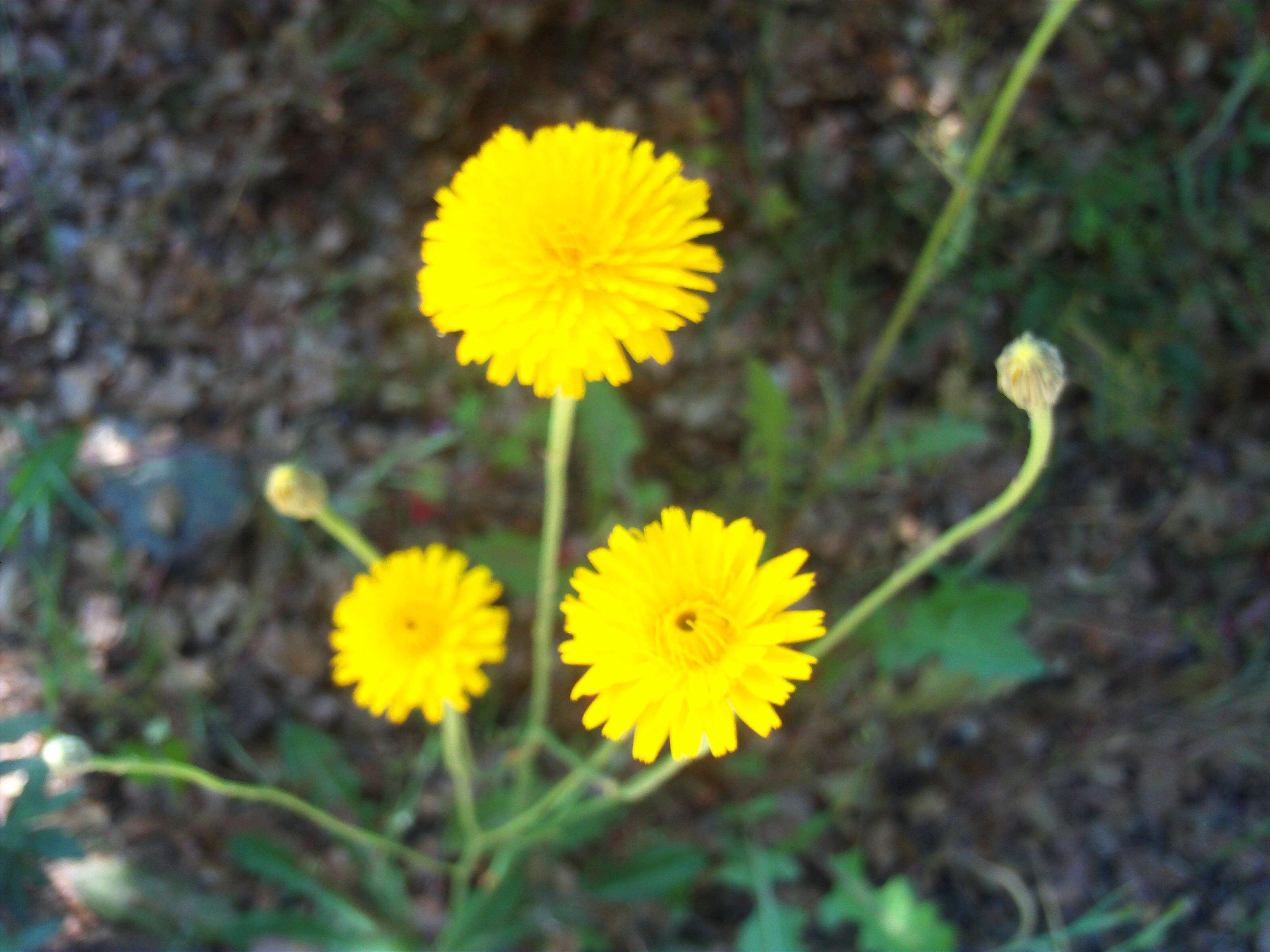 Image of smooth hawksbeard