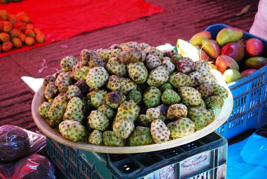 Image of Indian mulberry