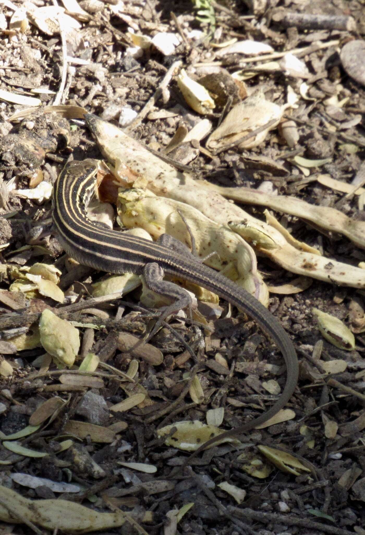 Image of Desert Grassland Whiptail