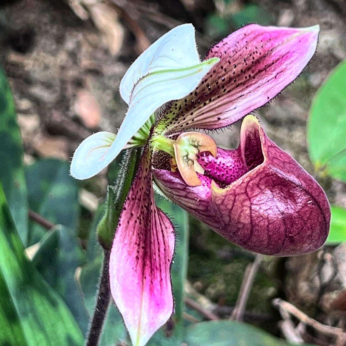 Image of Purple Paphiopedilum