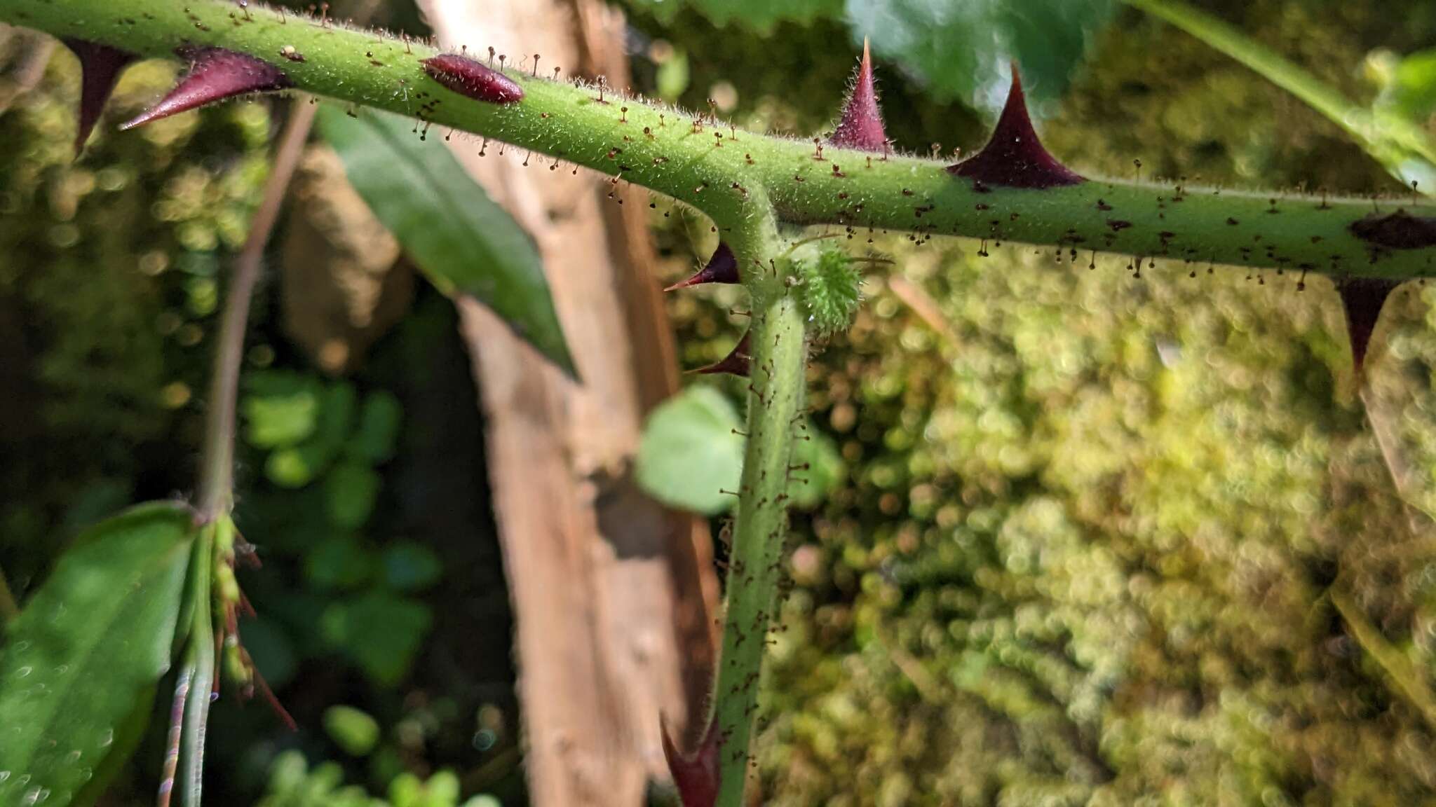 Plancia ëd Rubus parviaraliifolius Hayata