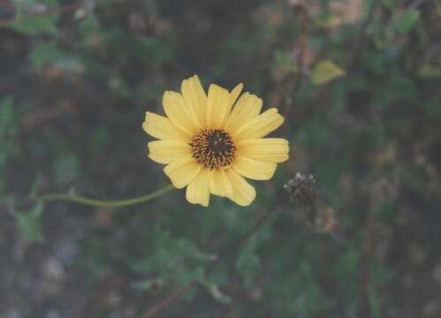 Sivun Encelia californica Nutt. kuva